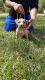 American Bully Puppies for sale in Greenville, AL 36037, USA. price: NA