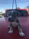 American Bully Puppies for sale in Sunnyside, WA, USA. price: NA