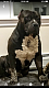 American Bully Puppies for sale in Amherst, NH 03031, USA. price: $5,000