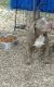American Bully Puppies for sale in Hopkinsville, KY, USA. price: NA