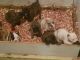 American Bully Puppies for sale in Chesapeake, VA, USA. price: $800