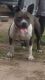 American Bully Puppies for sale in Dermott, AR 71638, USA. price: NA