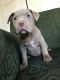 American Bully Puppies for sale in Providence, RI, USA. price: NA