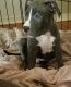 American Bully Puppies for sale in Winter Haven, FL, USA. price: $700