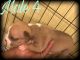 American Bully Puppies for sale in Shelby, NC, USA. price: NA