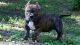 American Bully Puppies for sale in Zephyrhills, FL, USA. price: $2,000