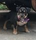 American Bully Puppies for sale in Beacon, NY 12508, USA. price: $1,200