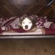 American Bully Puppies for sale in South Boston, Boston, MA, USA. price: $800