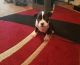 American Bully Puppies for sale in Pasco, WA 99301, USA. price: NA