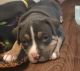 American Bully Puppies for sale in Tallahassee, FL, USA. price: NA