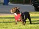 American Bully Puppies for sale in Ogden, UT, USA. price: NA