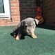 American Bully Puppies for sale in East Palestine, OH 44413, USA. price: NA