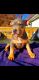 American Bully Puppies for sale in Waldorf, MD, USA. price: $600
