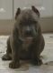American Bully Puppies for sale in Perth Amboy, NJ 08861, USA. price: $1,000