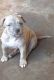 American Bully Puppies for sale in Winchester, KY 40391, USA. price: NA