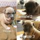 American Bully Puppies for sale in Blairstown, NJ, USA. price: NA