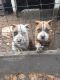 American Bully Puppies for sale in Metter, GA 30439, USA. price: NA