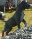 American Bully Puppies for sale in Tuscaloosa, AL 35401, USA. price: NA