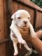 American Bully Puppies for sale in Elk Grove, CA, USA. price: NA