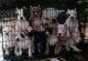 American Bully Puppies for sale in Gainesville, FL, USA. price: NA