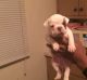 American Bully Puppies for sale in Harvey, IL, USA. price: $1,000