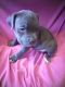 American Bully Puppies for sale in Rochester, NY, USA. price: $900