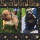 American Bully Puppies for sale in Columbia, TN 38401, USA. price: NA