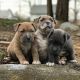 American Bully Puppies for sale in Blairstown, NJ, USA. price: NA