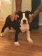American Bully Puppies for sale in Greenwood, SC, USA. price: NA
