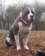 American Bully Puppies for sale in Dixon Springs, TN 37057, USA. price: NA