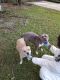 American Bully Puppies for sale in Prairieville, LA 70769, USA. price: NA