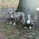 American Bully Puppies for sale in Muskegon, MI, USA. price: NA