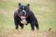 American Bully Puppies for sale in Hannibal, MO 63401, USA. price: $2,000