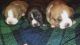 American Bully Puppies for sale in Greensburg, PA 15601, USA. price: NA