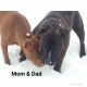 American Bully Puppies for sale in Ava, MO 65608, USA. price: NA
