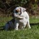 American Bully Puppies for sale in Fontana, CA, USA. price: NA