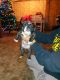 American Bully Puppies for sale in Silver City, NM 88061, USA. price: NA