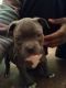 American Bully Puppies for sale in Mt Clemens, MI, USA. price: NA