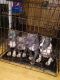 American Bully Puppies for sale in Arlington, TX, USA. price: NA