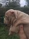 American Bully Puppies for sale in Woodlyn, PA, USA. price: NA