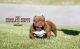 American Bully Puppies for sale in Corvallis, OR, USA. price: NA