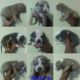 American Bully Puppies for sale in Conyers, GA, USA. price: $1,200