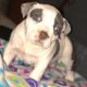 American Bully Puppies for sale in Savage, MN, USA. price: NA
