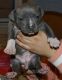 American Bully Puppies for sale in Jonesboro, GA 30236, USA. price: NA