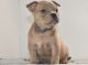 American Bully Puppies for sale in Palm Coast, FL 32137, USA. price: NA