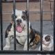 American Bully Puppies for sale in Compton, CA, USA. price: $1,000