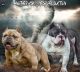 American Bully Puppies for sale in Greenwood, SC, USA. price: NA