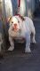 American Bully Puppies for sale in Denver, CO 80221, USA. price: $2,000