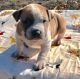 American Bully Puppies for sale in Las Vegas Trail, Fort Worth, TX, USA. price: NA