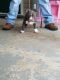 American Bully Puppies for sale in Clinton, NC 28328, USA. price: NA